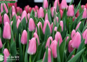 Tulipa Matchmaker ® (3)